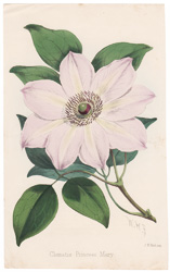 Clematis Princess Mary